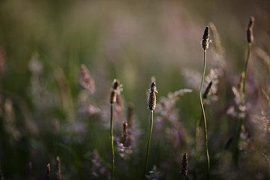 NS2或支持60FPS+游戏和40 FPS 120Hz模式